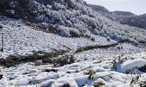 重庆到金佛山坐什么车_重庆到金佛山路线怎么走的最好