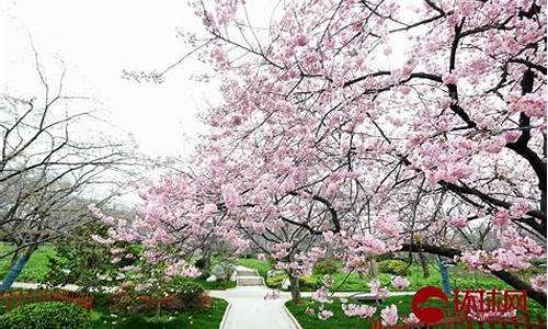 金山公园樱花美景图片大全,金山公园樱花美景