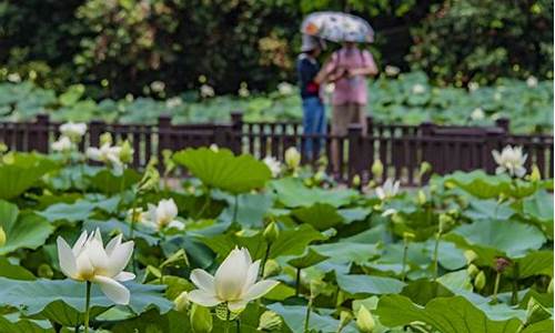 洪湖公园荷花几月开,洪湖公园荷花几月开的