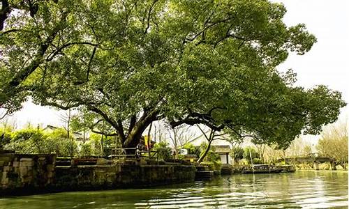 杭州西溪湿地自驾游攻略,杭州西溪湿地旅游景点