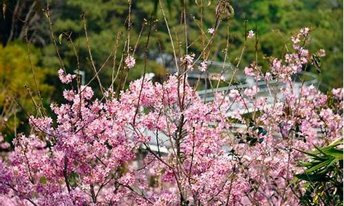 狐尾山公园樱花谷要门票吗,狐尾山公园樱花谷在哪里