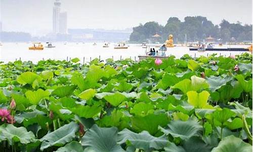 玄武湖公园荷花池在哪里,玄武湖公园荷花