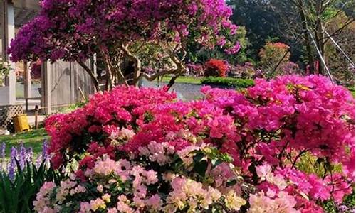 莲花山公园簕杜鹃花展,莲花山公园看杜鹃花哪个地铁站