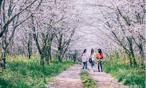 春季旅游好去处,春季旅游攻略景点大全推荐