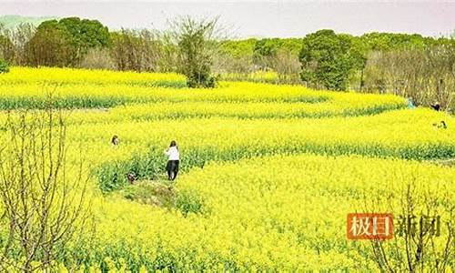 武汉森林公园油菜花,武汉森林公园油菜花在哪