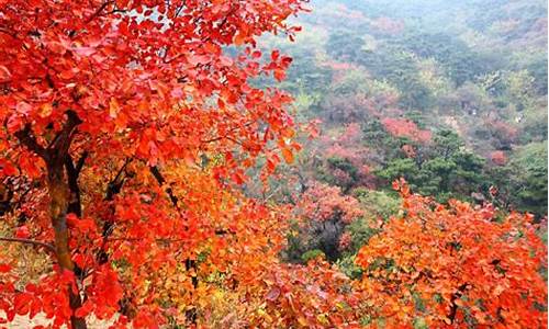 北京香山公园腊梅谷,香山梅园介绍