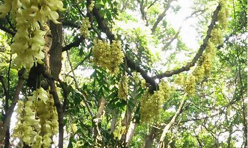 天鹿湖森林公园禾雀花_天鹿湖森林公园禾雀花在哪个门进