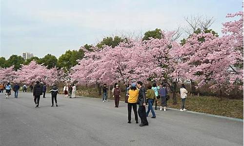 顾村公园樱花节人数-顾村公园2021年樱花节