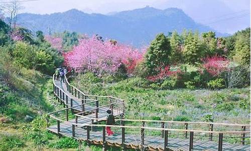 阿里山旅游攻略必玩的景点有哪些-阿里山有什么好玩的