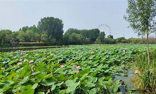 白浪绿洲湿地公园在哪里建-白浪绿洲湿地公园在哪里