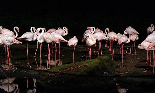 新加坡夜间动物园旅游路线_新加坡夜间野生动物园介绍